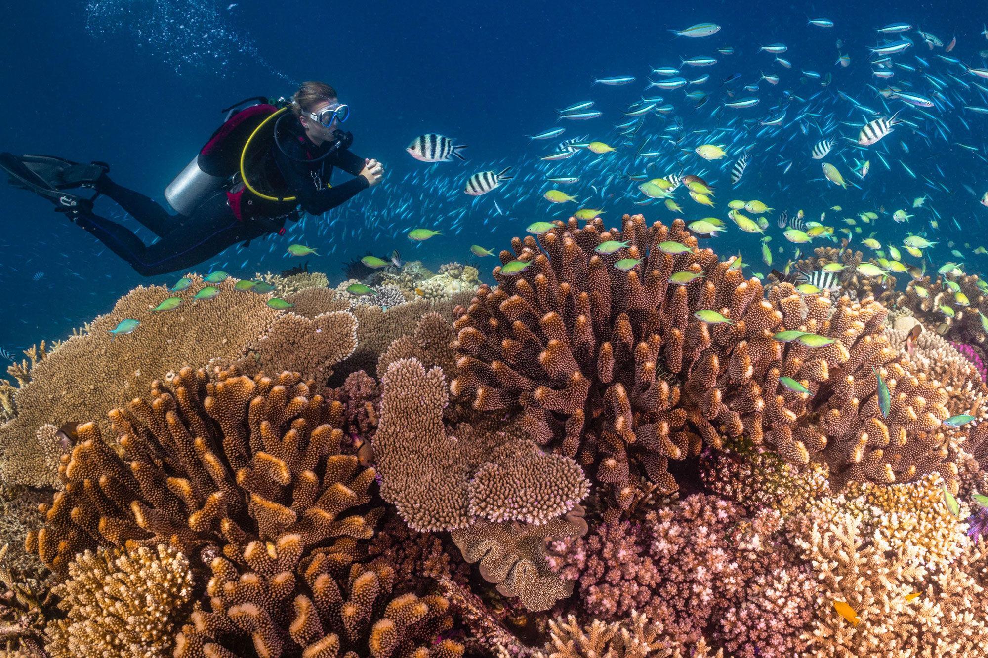 Scuba diving underwater